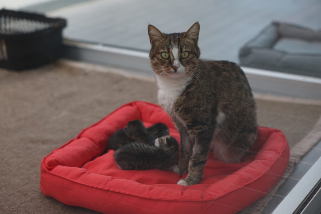 Büyükşehir petshop sahiplerine ücretsiz eğitim verecek